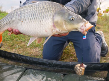 Суперкекс від Фанатик: нова приманка на коропа і карася