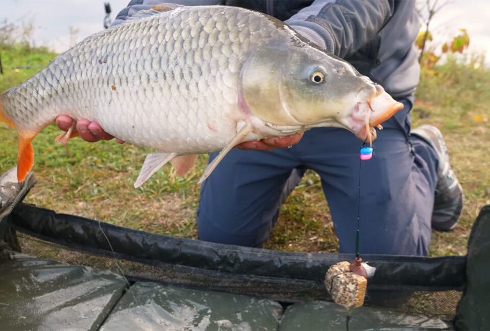 Суперкекс від Фанатик: нова приманка на коропа і карася