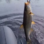 Плотва проснулась: аномальный клев на Южном Буге