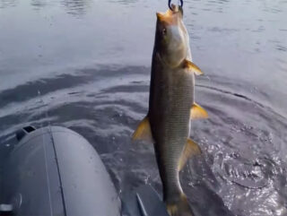 Весняна риболовля 2026: ТОП-4 приманки для щуки, судака та білизни - технології та лайфхаки