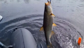 Весняна риболовля 2026: ТОП-4 приманки для щуки, судака та білизни - технології та лайфхаки