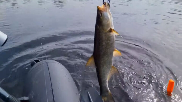 Весняна риболовля 2026: ТОП-4 приманки для щуки, судака та білизни - технології та лайфхаки