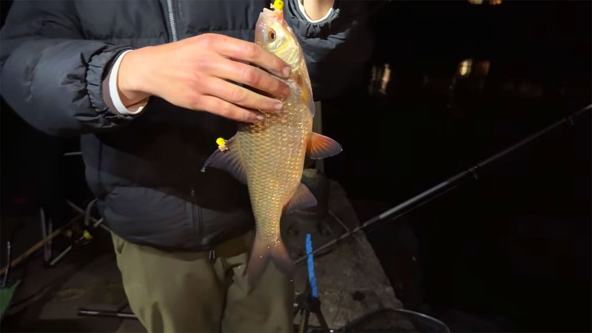 Трофейная плотва пошла на кукурузу: аномальный ночной клев на набережной Черкасс