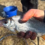 Живой компонент: сколько опарыша нужно «утопить» в прикормке, чтобы удержать стаю леща