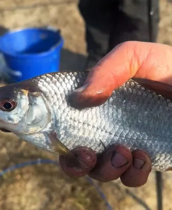 Весняний хід на Десні - де ловити плітку і підлящика просто зараз