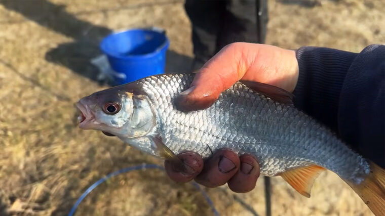 Весняний хід на Десні - де ловити плітку і підлящика просто зараз