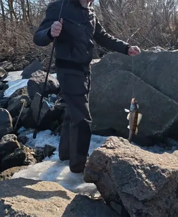 Весняний судак на Дніпрі змістився на фарватер