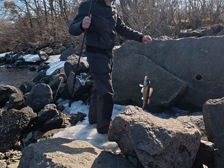 Весняний судак на Дніпрі змістився на фарватер