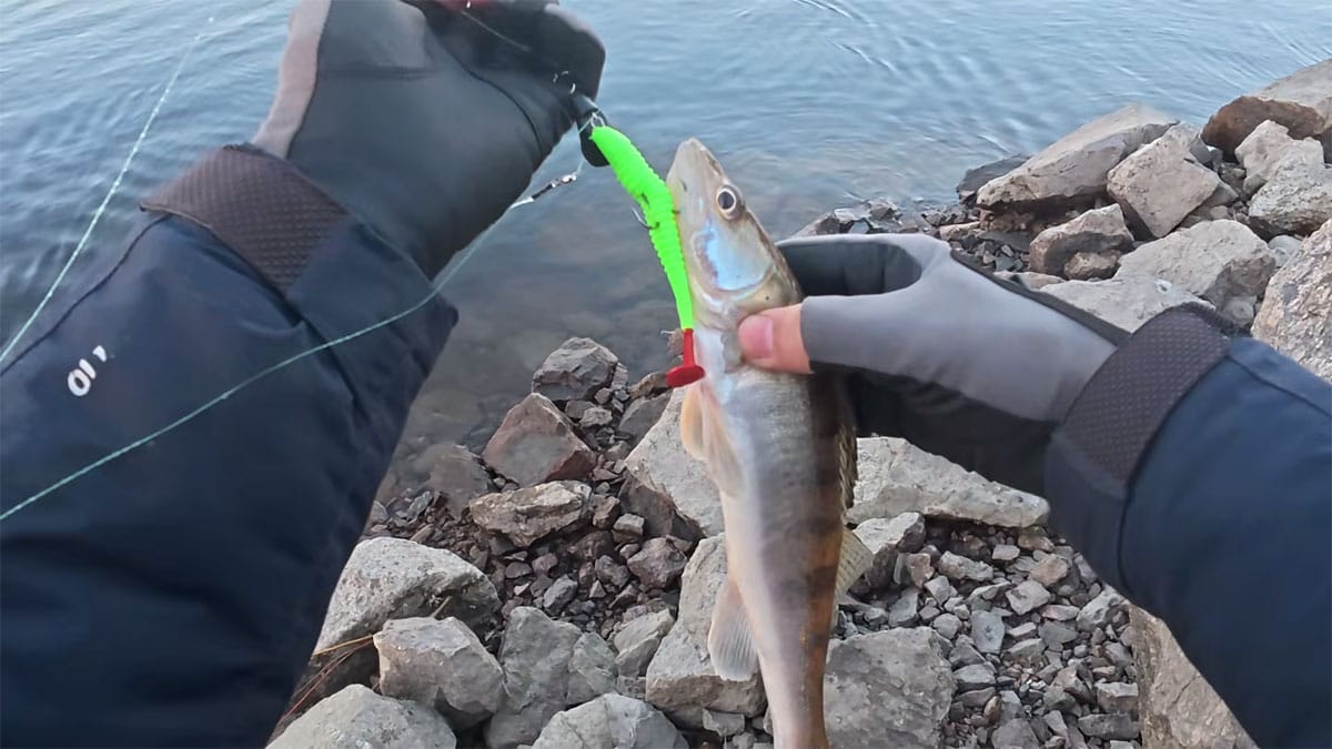 Весняний судак на Дніпрі в Черкаській області змістився на фарватер і ігнорує берег