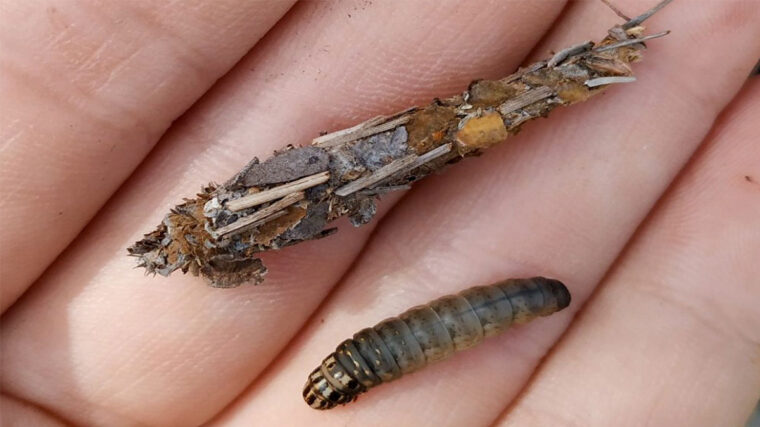 Як ловити велику плітку навесні: секрет личинки ручейника