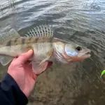 Як обрати силікон на судака навесні: розмір, який працює найкраще