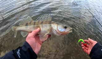 Як обрати силікон на судака навесні: розмір, який працює найкраще