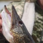 Где искать судака на русле Каневского водохранилища весной