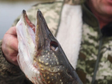 Когда начинается жор щуки на Каневском водохранилище весной