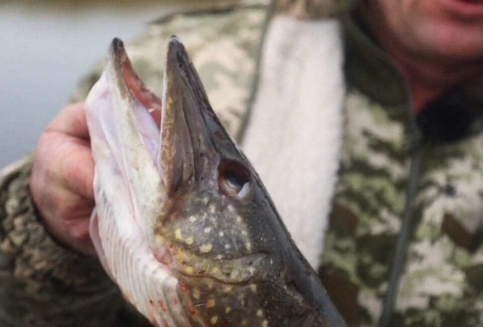 Жор щуки на Каневском водохранилище 2026 - когда начинается весенний клев