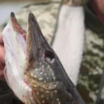 Жор щуки на Канівському водосховищі 2026 - коли починається весняне клювання