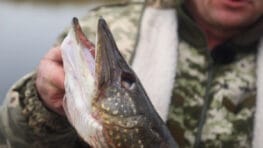 Жор щуки на Канівському водосховищі 2026 - коли починається весняне клювання