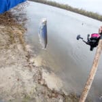 Нерестова заборона на Десні з 10 квітня 2026 року: що важливо знати рибалкам Київської та Чернігівської областей