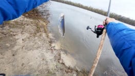 Чому чехоня ігнорує опариша: помилка, яку роблять 90% рибалок на Десні