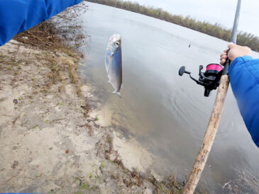 Чому чехоня ігнорує опариша: помилка, яку роблять 90% рибалок на Десні