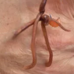 Чому опариш не працює у квітні: робоча насадка на Дніпрі