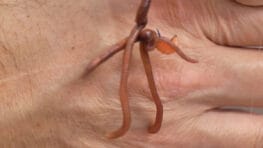 Чому опариш не працює у квітні: робоча насадка на Дніпрі