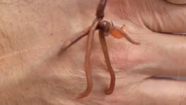 Чому опариш не працює у квітні: робоча насадка на Дніпрі