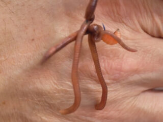 Чому опариш не працює у квітні: робоча насадка на Дніпрі