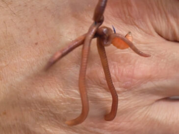 Чому опариш не працює у квітні: робоча насадка на Дніпрі