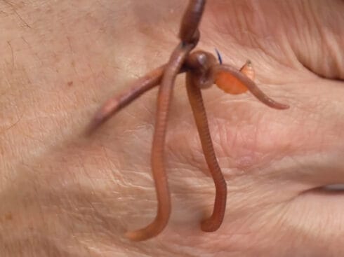 Чому опариш не працює у квітні: робоча насадка на Дніпрі