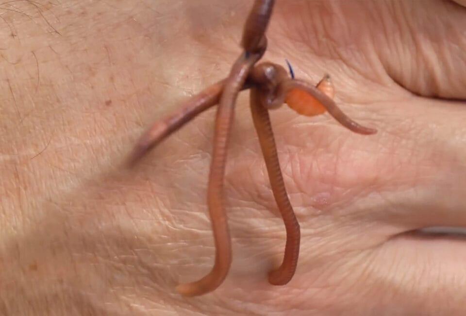 Чому опариш не працює у квітні: робоча насадка на Дніпрі