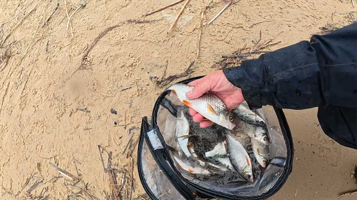 Что выбрать для весенней плотвы?