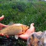 Чому ваш спінінг мовчить: три способи підвищити чутливість бланка