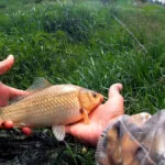 Дозволені місця для ловлі риби у Вінницькій області під час нересту 2026 – повний перелік водойм