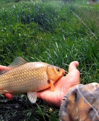 Де не можна ловити рибу у Волинській області під час нересту 2026 - перелік нерестовищ