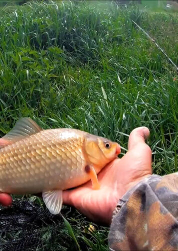 Де не можна ловити рибу у Волинській області під час нересту 2026 - перелік нерестовищ