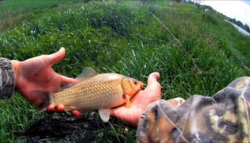 Де не можна ловити рибу у Волинській області під час нересту 2026 - перелік нерестовищ