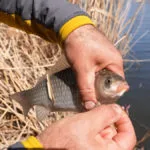 Нові правила риболовлі в Україні: за що можуть оштрафувати рибалок у 2026 році