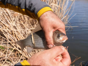 Де шукати карася навесні на Дніпрі: робочі точки та поведінка риби