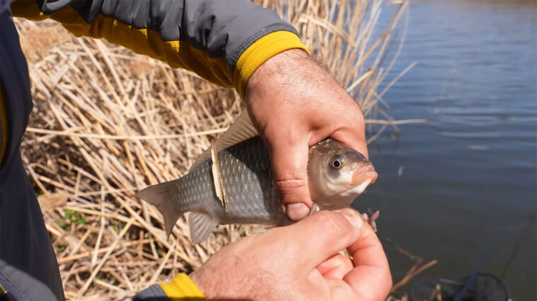 Де шукати карася навесні на Дніпрі: робочі точки та поведінка риби
