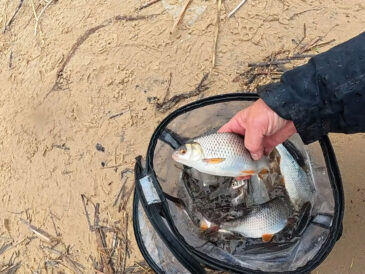 Де шукати плітку на Дніпрі навесні: помилка у виборі точки, яка вбиває риболовлю