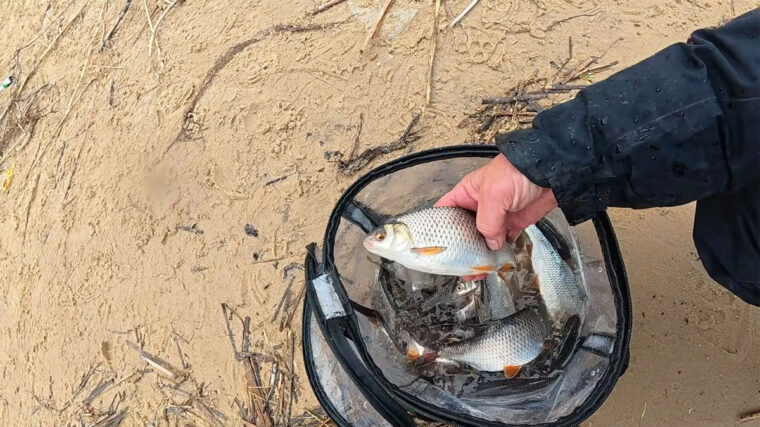 Де шукати плітку на Дніпрі навесні: помилка у виборі точки, яка вбиває риболовлю