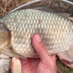 Ловля карася на фідер у квітні: тонка оснастка і делікатна годівниця на березі водойми