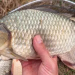 Чи потрібні права на човен в Україні у 2026: що реально перевіряє поліція