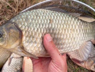 Ловля карася на фідер у квітні: тонка оснастка і делікатна годівниця на березі водойми