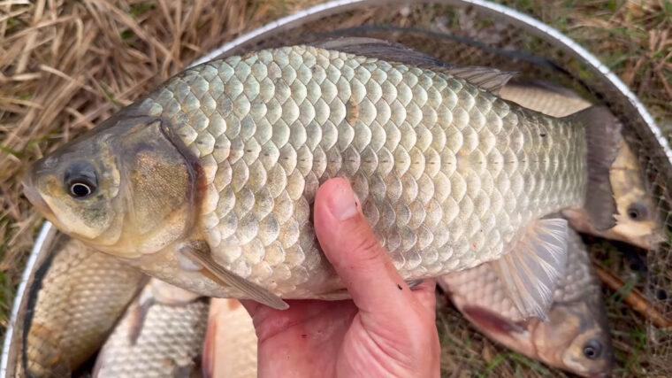 Ловля карася на фідер у квітні: тонка оснастка і делікатна годівниця на березі водойми