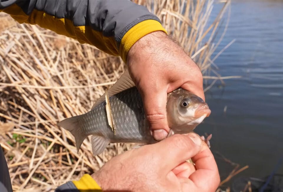 Где искать карася весной на Днепре: рабочие точки и поведение рыбы