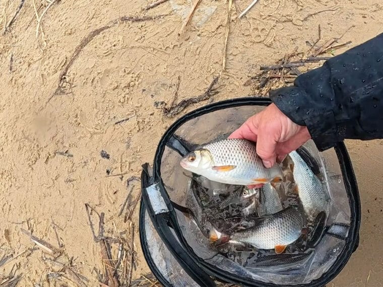 Где искать плотву на Днепре весной: ошибка в выборе точки, которая убивает рыбалку