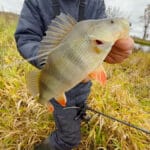 Нерестовый запрет 2026 на Волыни — где запрещена рыбалка и полный список нерестилищ