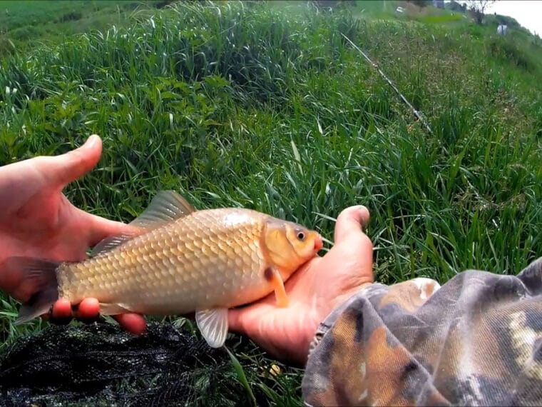 Где нельзя ловить рыбу в Волынской области во время нереста 2026 - перечень нерестилищ